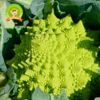 大農莊園-槐序鮮蔬禮盒16種/約重5.9kg